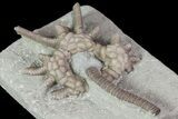 Agaricocrinus Crinoid Fossil - Crawfordsville, Indiana #68474-3